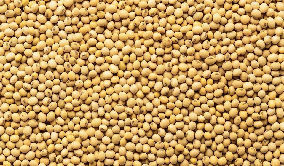 Soya Beans Image